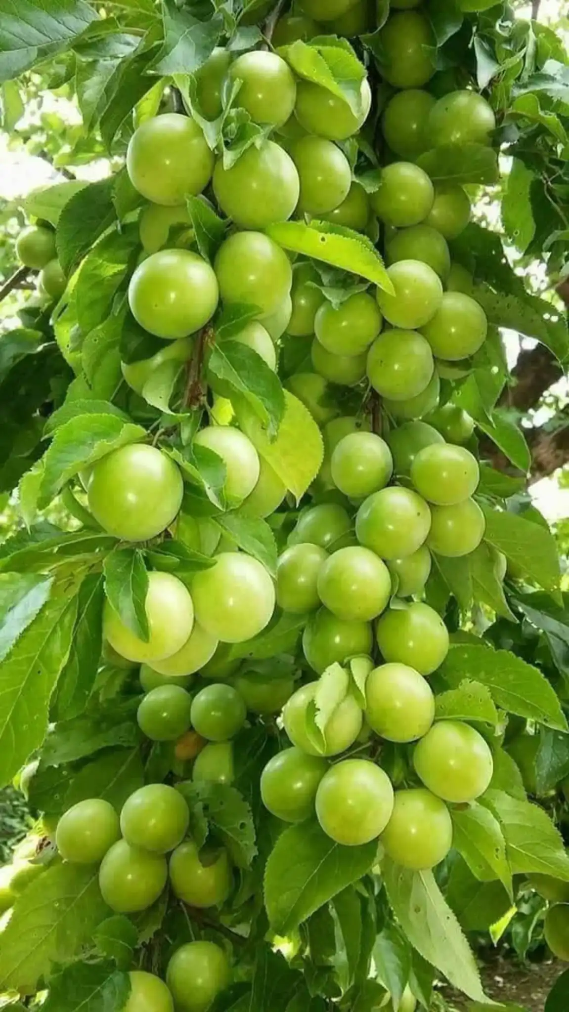 Papaz ERİK FİDANI
